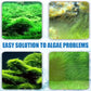 🎁 Aanbieding: 50% korting 🔥 Effectieve algenbestrijding voor aquariums